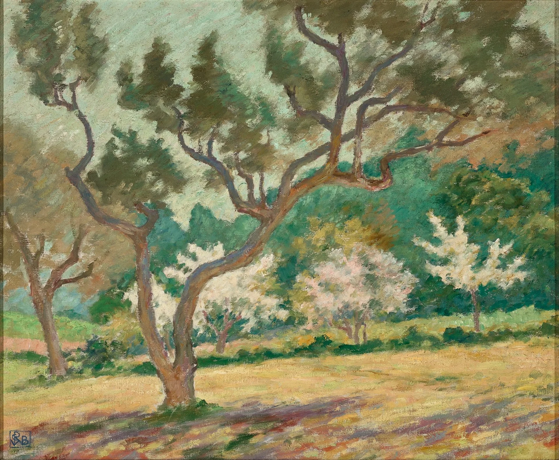 Orchard in springtime