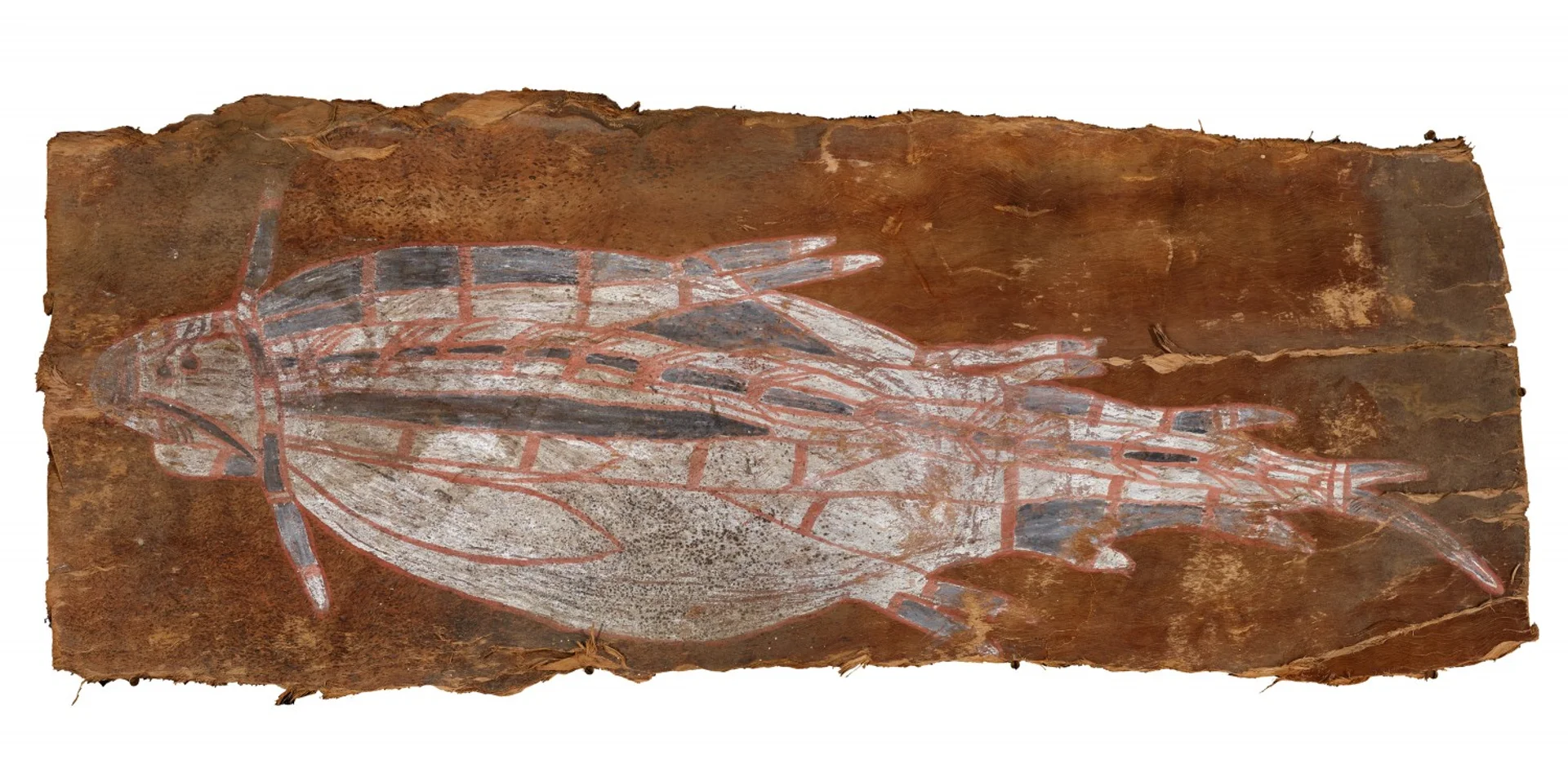 UNTITLED (BARRAMUNDI)