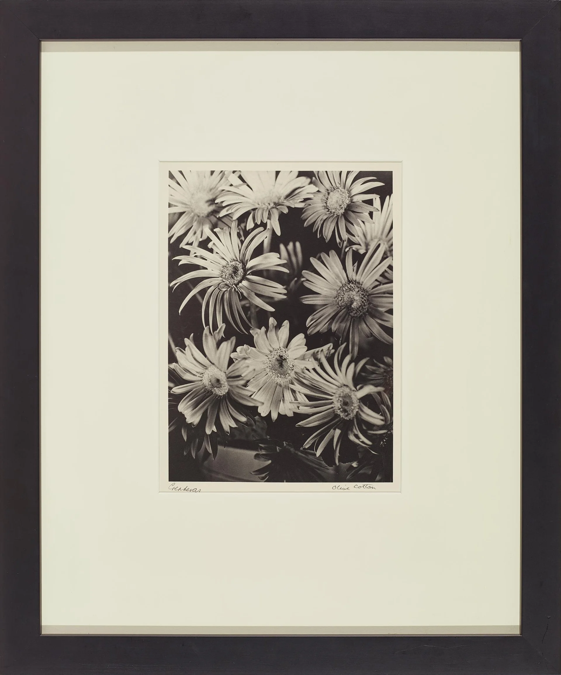 GERBERAS
