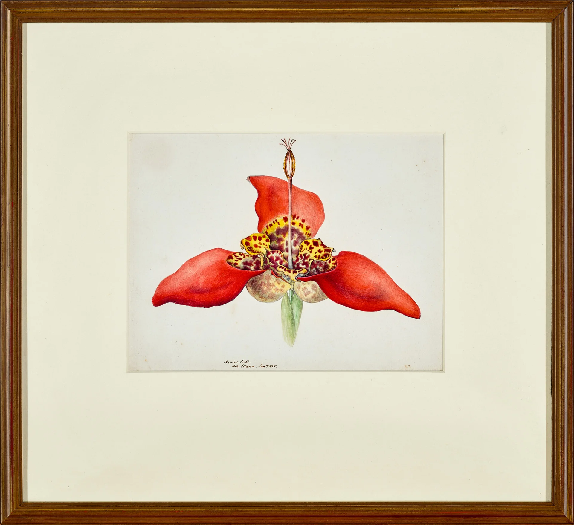 TIGRIDIA PAVONIA